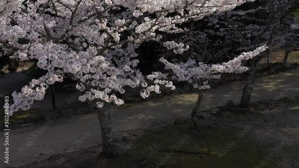 桜をドローン空撮 桜をドローン空撮