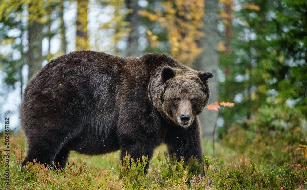 Adult male of brown bear at autumn forest. Natural habitat.  pine forest