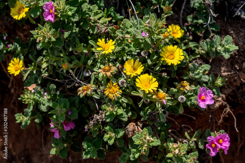 Sunlit Pink Cistus and yellow Mesembryanthemums flowering in Cabo Pino Spain