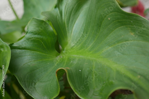 Plant leaf close-up 