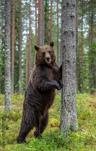 Brown bear stands on its hind legs by a tree in a pine forest. Scientific name: Ursus Arctos Natural habitat.