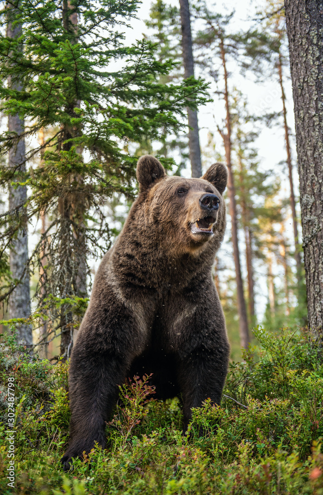 Fototapeta premium Adult male of brown bear at autumn forest. Front view. Natural habitat.