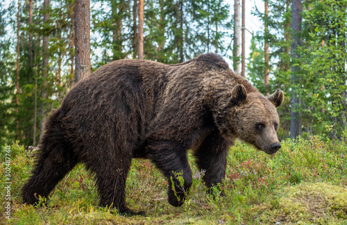Adult male of brown bear at autumn forest. Natural habitat. pine forest