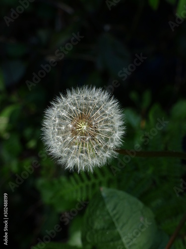 dandelion on green background of blue sky