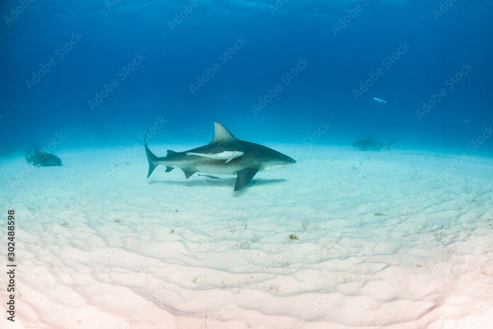 Fototapeta premium Bull shark at the Bahamas