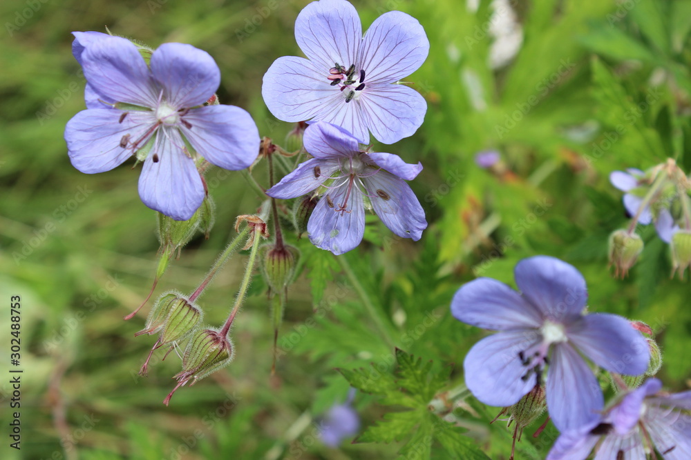 Perennial garden plant geraniums flowering plant herbaceous shrub with curly carved leaves of lilac color with rosettes at the tips of a five-leaf with bright beautiful streaks of flower blur on photo Perennial garden plant geraniums flowering plant herbaceous shrub with curly carved leaves of lilac color with rosettes at the tips of a five-leaf with bright beautiful streaks of flower blur on photo