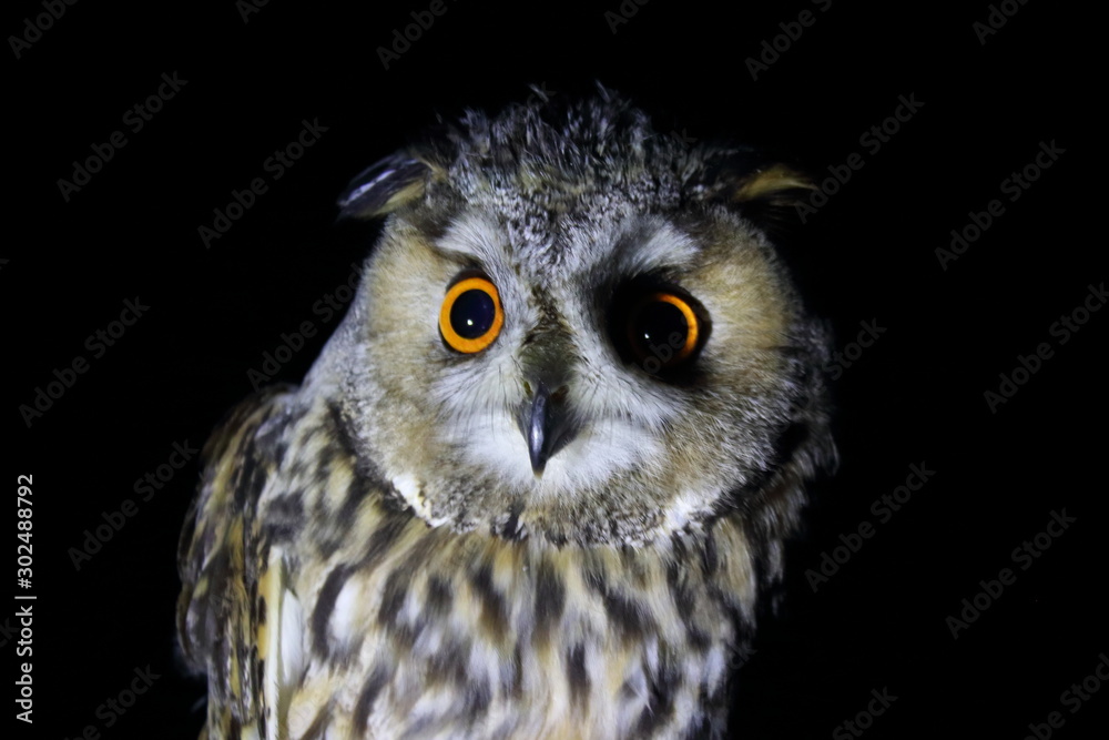 long eared owl long eared owl