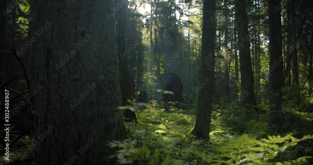 Mysterious misty natural forest in morning