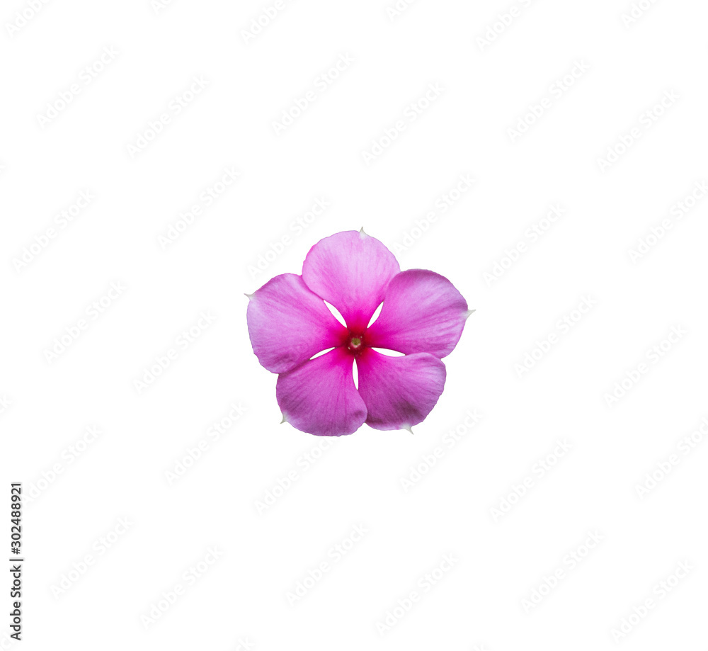 Single beautiful purple or pink of vinca flower blooming isolated on white background. Pretty flower in closeup