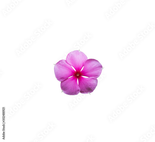 Single beautiful purple or pink of vinca flower blooming isolated on white background. Pretty flower in closeup