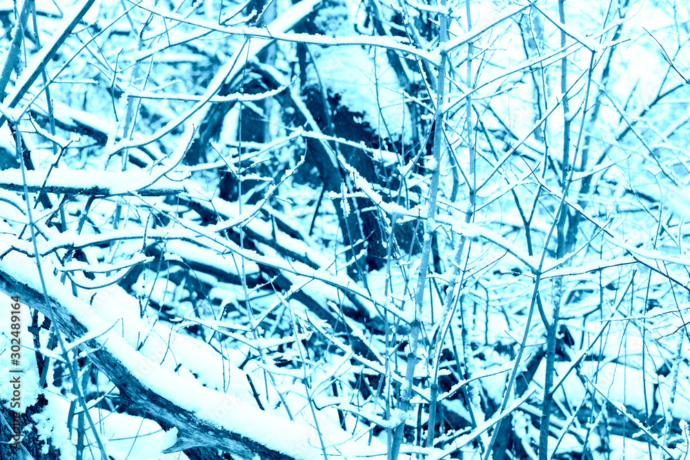 Many tree branches covered with snow in the forest. Blue color abstract winter background