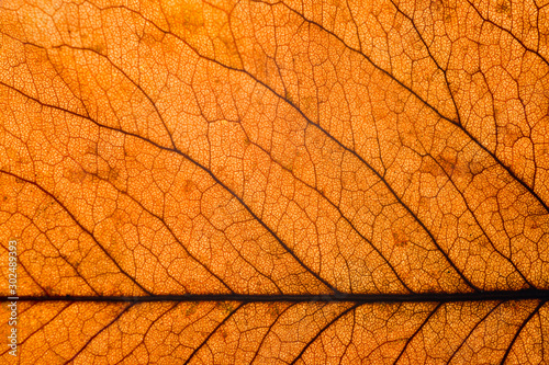 Autumn dry leaves from trees taken large with a clearly visible structure