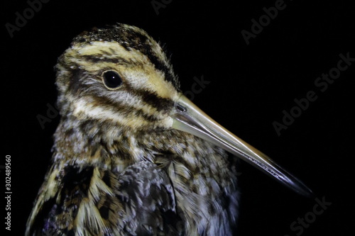 Fotografia jack snipe