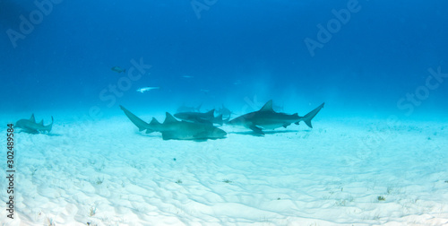 Bull and nurse shark at the Bahamas © Michael Bogner