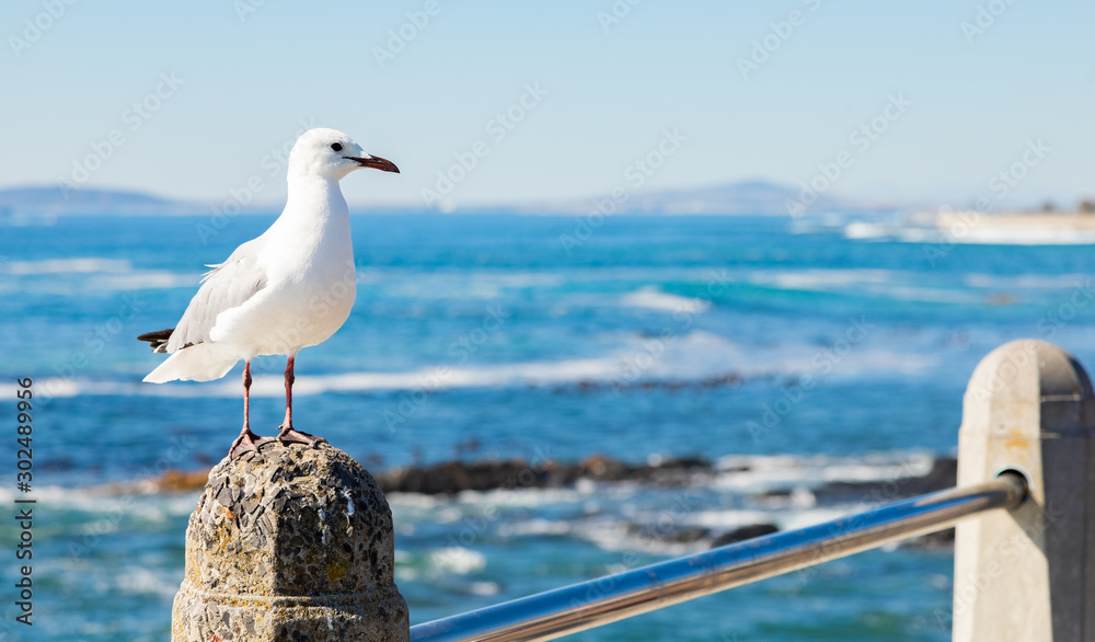 Fototapeta premium Close up of a Seagull in Sea Point Cape Town South Africa