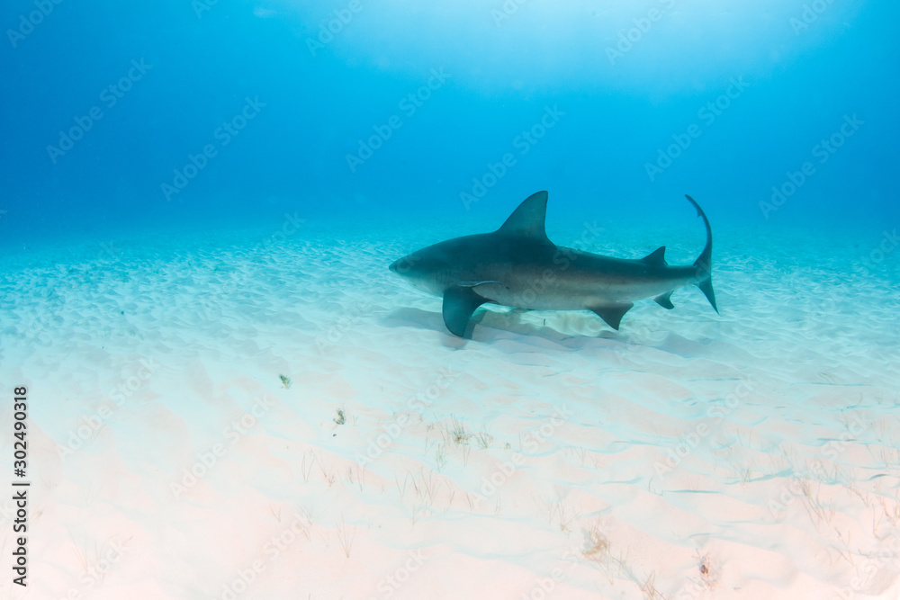 Fototapeta premium Bull shark at the Bahamas