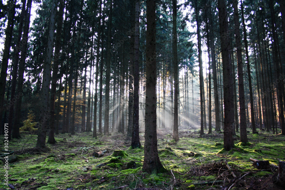 Obraz premium Im Tannenwald