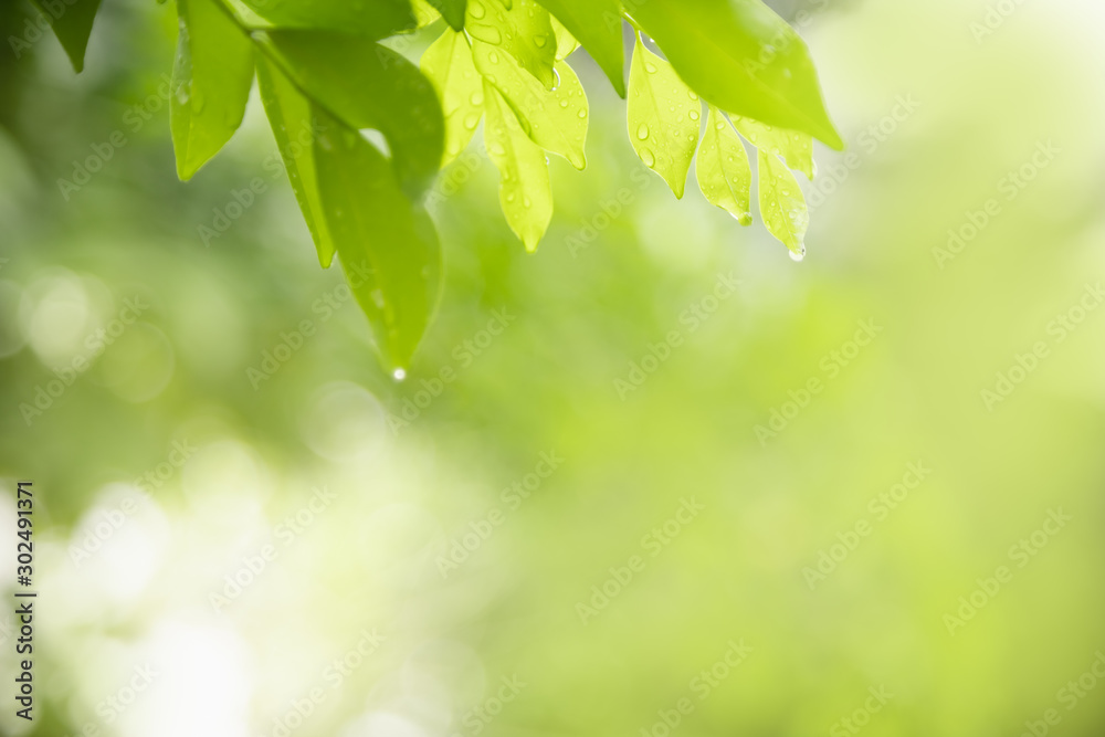 Close up of nature view green leaf with rain drop on blurred greenery background under sunlight with bokeh and copy space using as background natural plants landscape, ecology wallpaper concept. Close up of nature view green leaf with rain drop on blurred greenery background under sunlight with bokeh and copy space using as background natural plants landscape, ecology wallpaper concept.