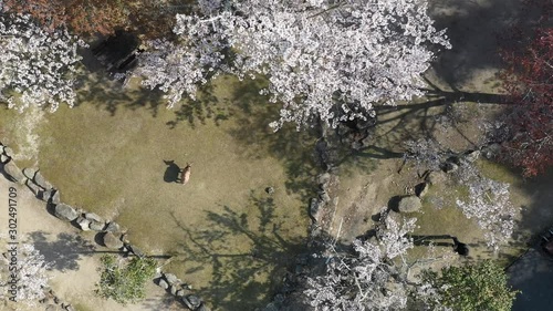 桜をドローン空撮