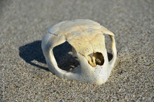 White turtle skull close up,  front view, on sand near Aegean sea on Greece beach