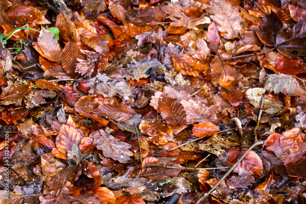Wet leaves in the Black forest of Schramberg