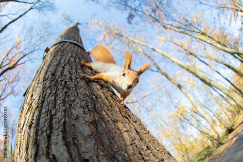 Red-haired funny squirrel runs on a tree
