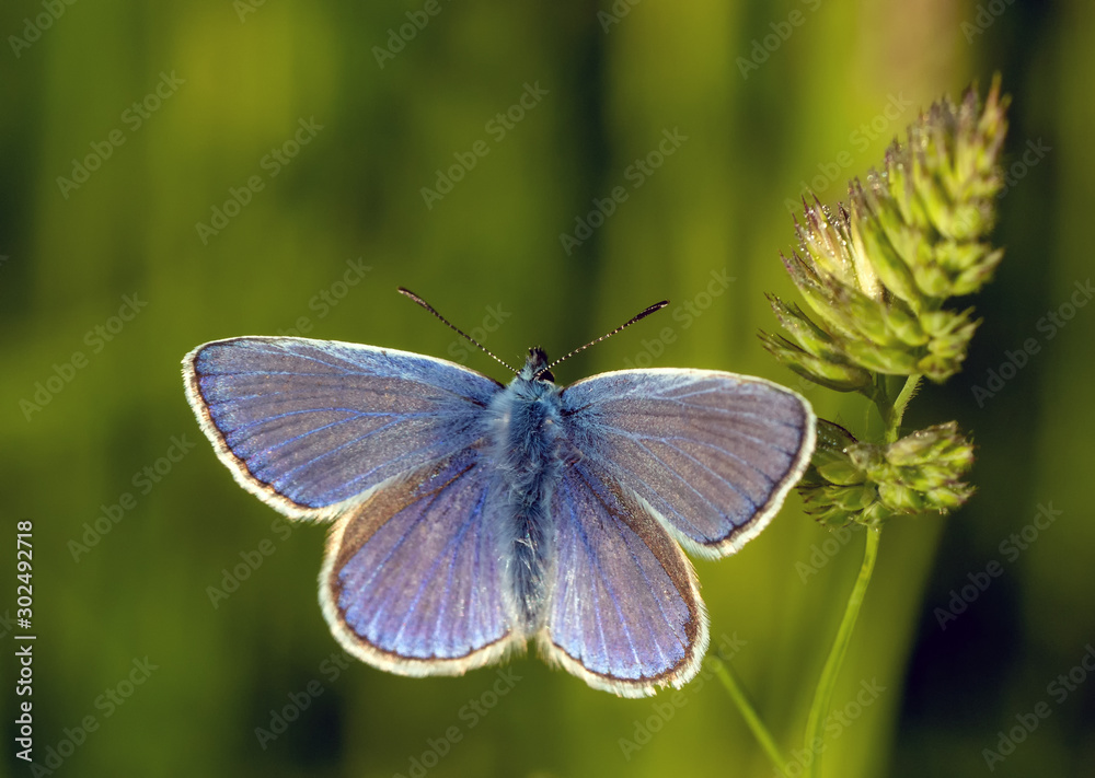 blue butterfly in the most beautiful evening light blue butterfly in the most beautiful evening light