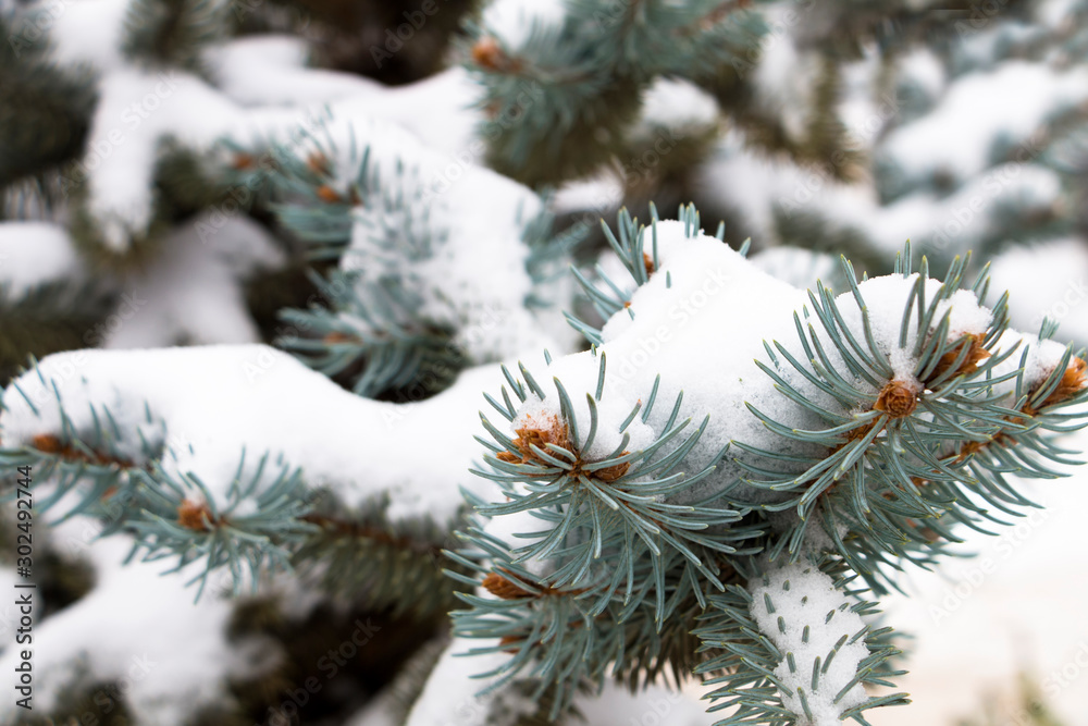 Branch of blue spruce in the snow