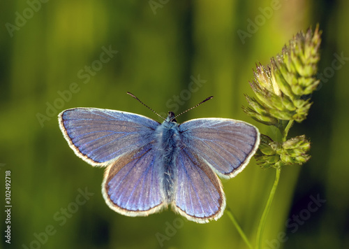 blue butterfly in the most beautiful evening light