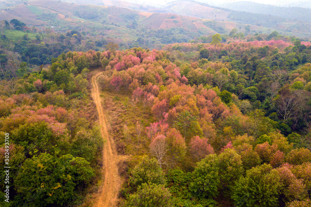 Top view Aerial photo from flying drone.Wild Pink Himalayan cherry blossom ( Prunus cerasoides ) blossom trees or Thailans's sakura at Phu Lom Lo in Loei province, Thailand