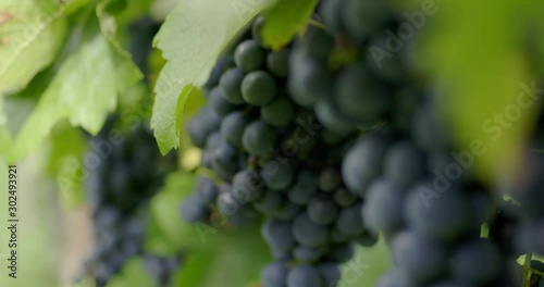 Wallpaper Mural fresh grapes in German vineyard Torontodigital.ca