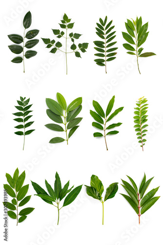 Different of tropical Green leaves isolated on white background