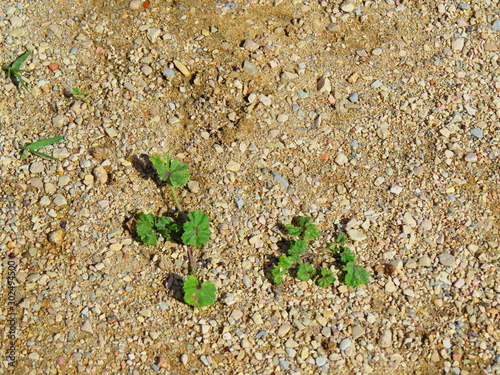 small plant on the sand