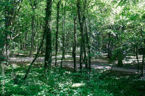 There are alleys in a densely wooded park