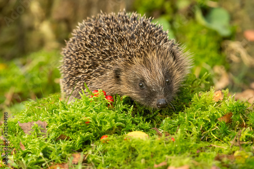 Hedgehog, wild, native, European hedgehog, at dusk. Facing right in natural woodland habitat with red berries and green moss. Horizontal. Space for copy.