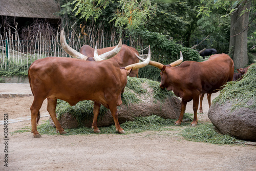 Berlin, Germany - 5 august 2019: Group of bulls of watusi in Berlin zoo