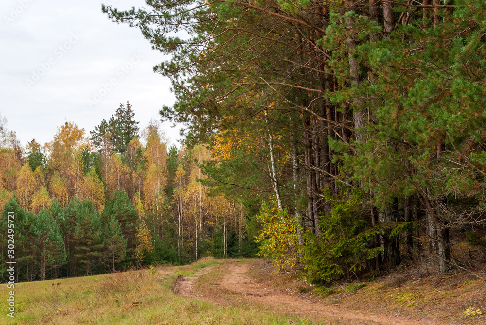 Fototapeta premium Puszcza Knyszyńska, Polska złota jesień, Podlasie, Polska