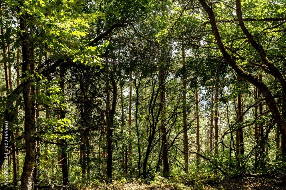 Obraz premium Forest.