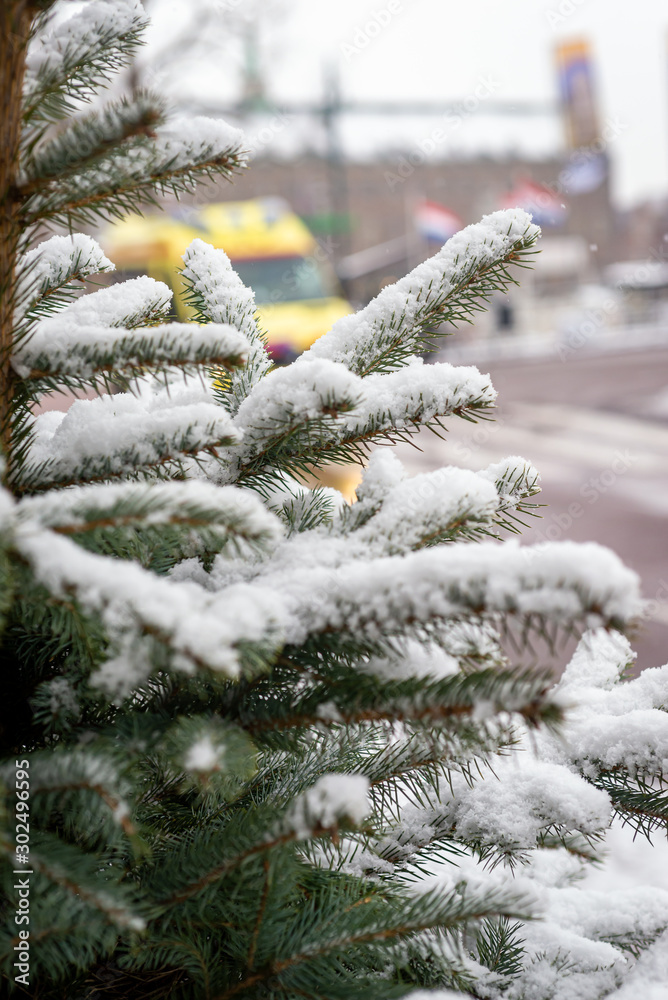 Pine tree under the snow in the center of the Leiden, Netherlands
