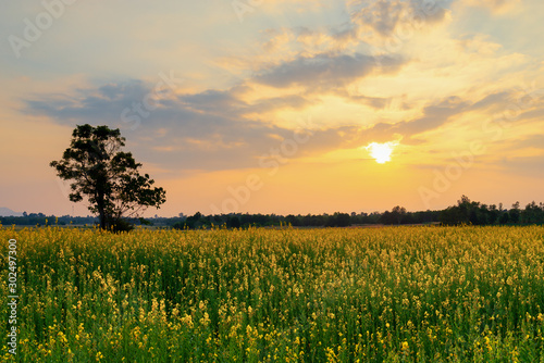 Tree standing on sunhemp (yellow flowers) or Crotalaria juncea farm land field with sunset or sunrise and sun rays photo