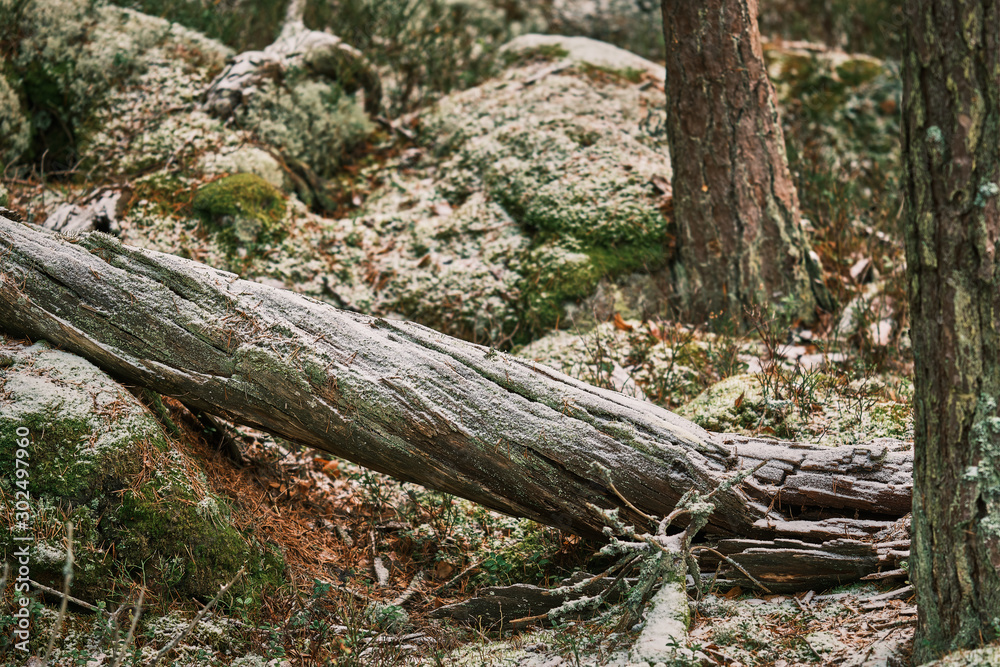 Old tree trunk with freshly fallen snow on lies in the forest