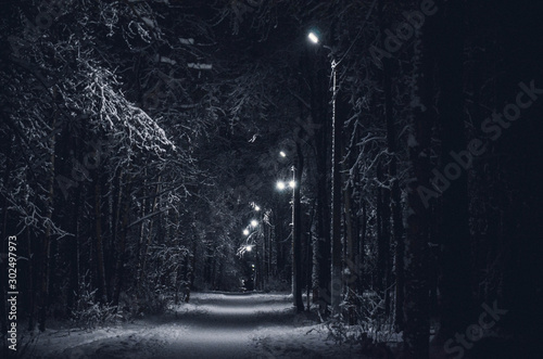 night in the forest
