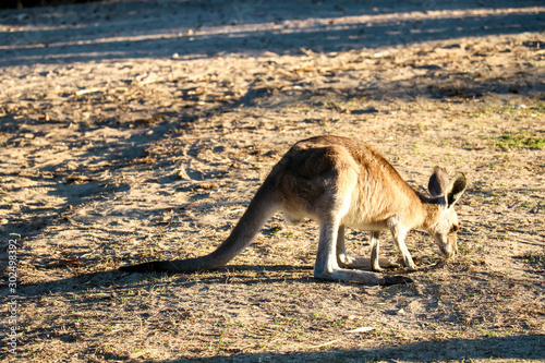 Kangaroo eating alone at an orphanage in eastern Australia © Jarrod