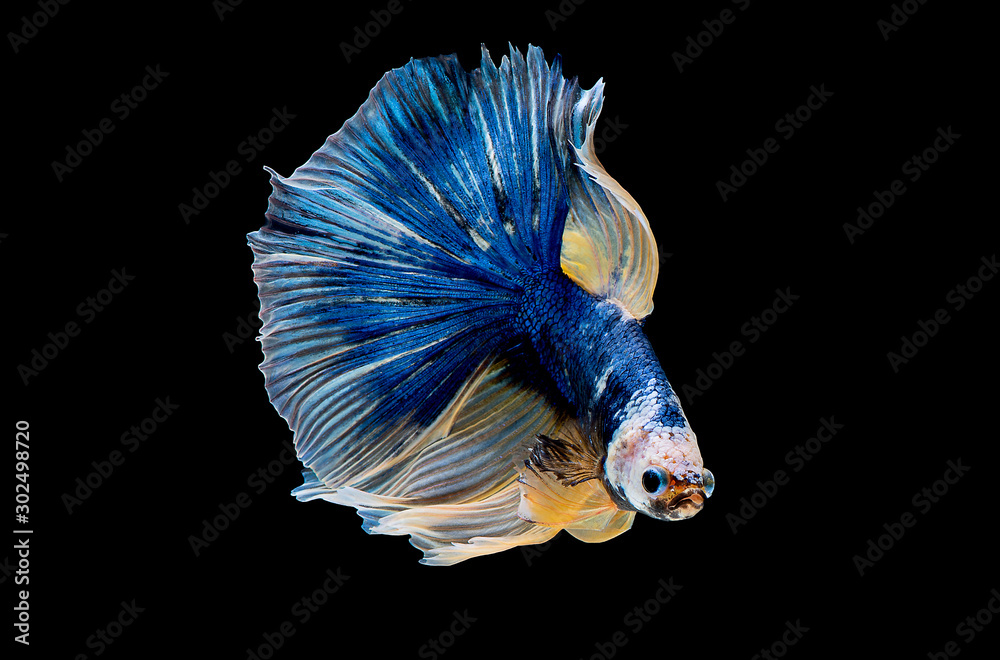 Colorful with main color of dark blue, white and yellow betta fish