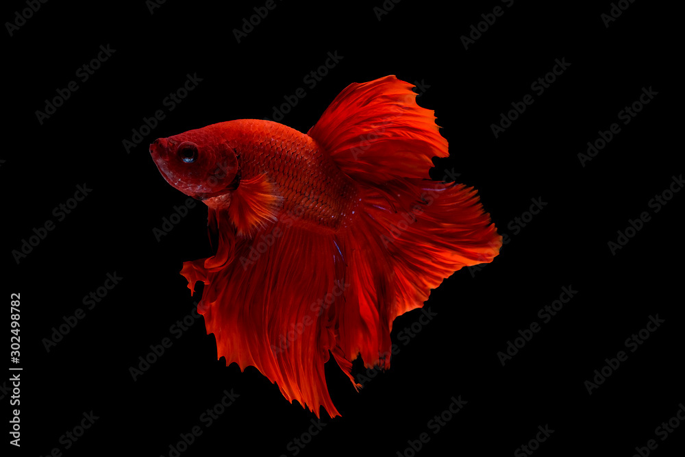 Red betta fish, Siamese fighting fish was isolated on black background. Fish also action of turn head in different direction during swim. Red betta fish, Siamese fighting fish was isolated on black background. Fish also action of turn head in different direction during swim.