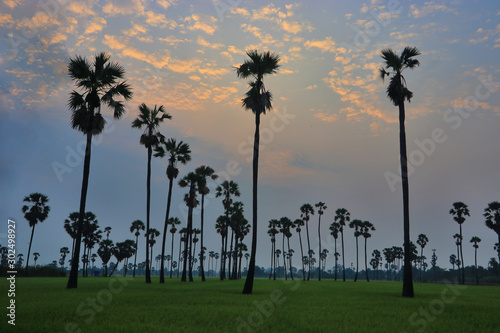 Green rice fields and coconut trees