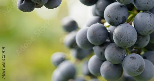 Fresh grapes in vineyard