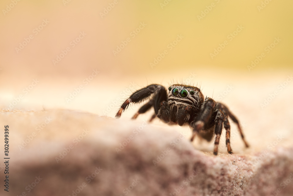 Evarcha arcuata is a species of jumping spiders with a palearctic distribution.