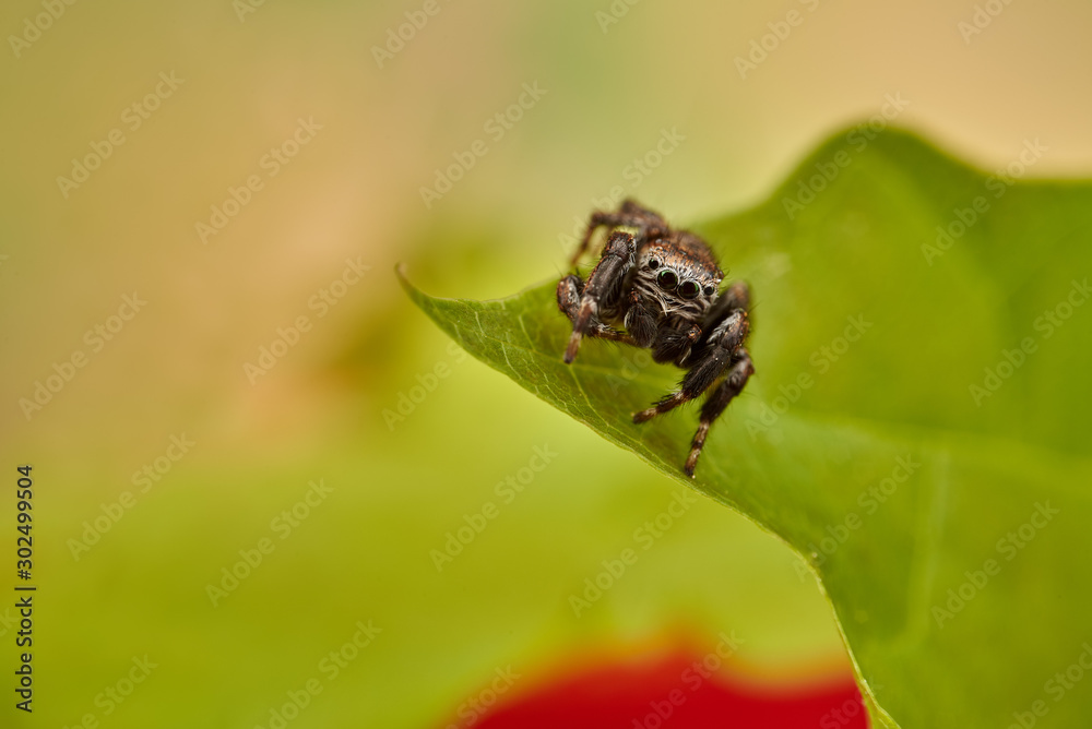 Evarcha arcuata is a species of jumping spiders with a palearctic distribution. Evarcha arcuata is a species of jumping spiders with a palearctic distribution.