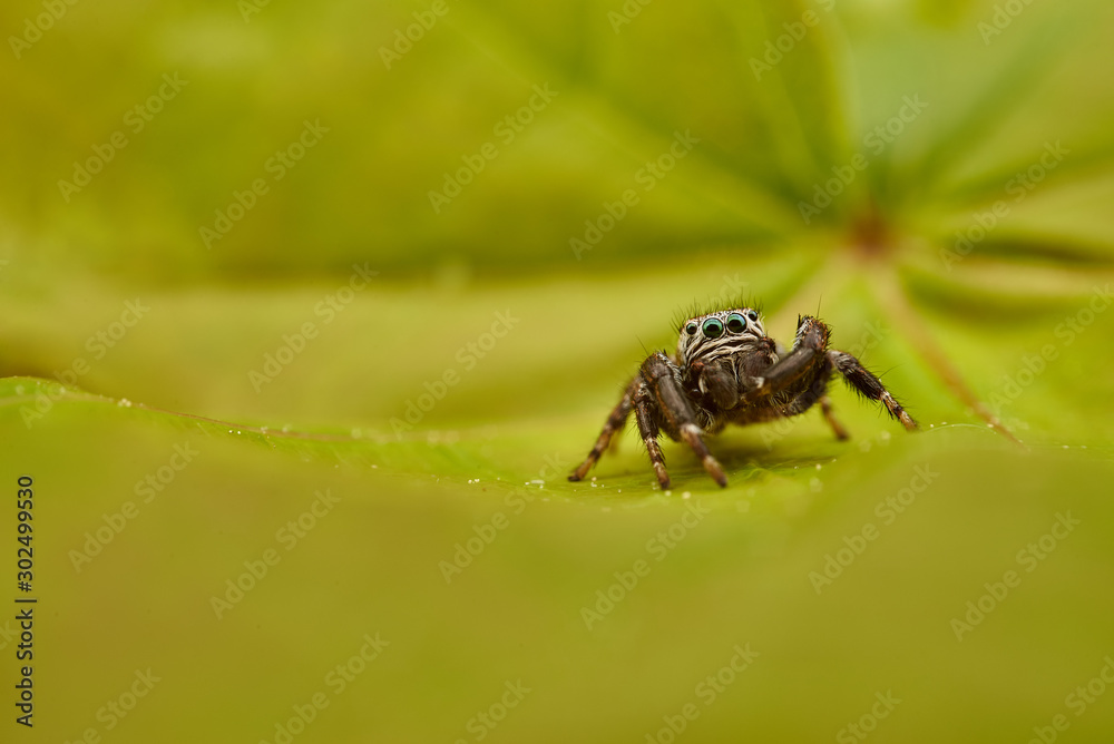 Evarcha arcuata is a species of jumping spiders with a palearctic distribution.